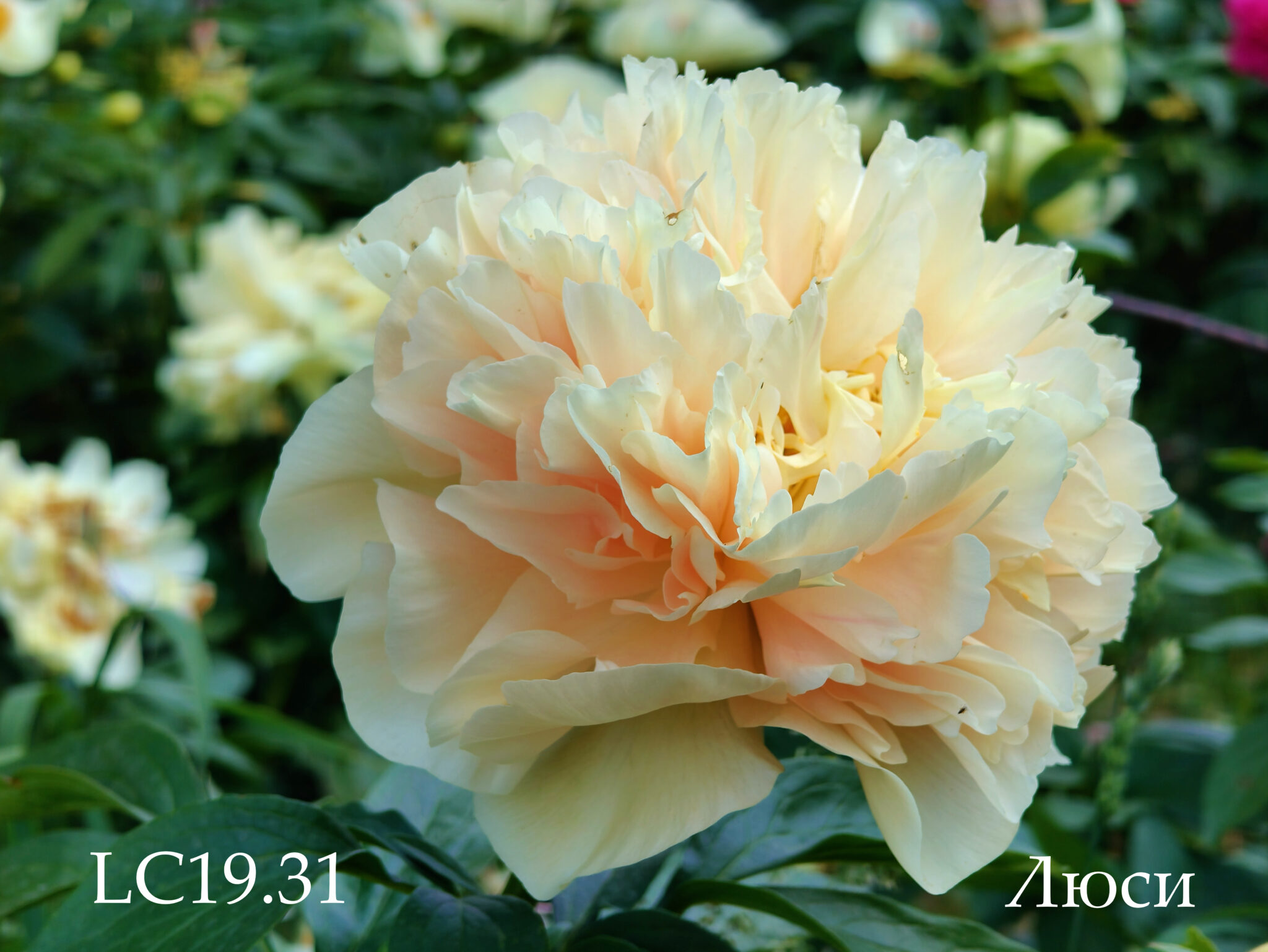 Peony Hybridizers: Lukoyanov Yuri – The Peony Society