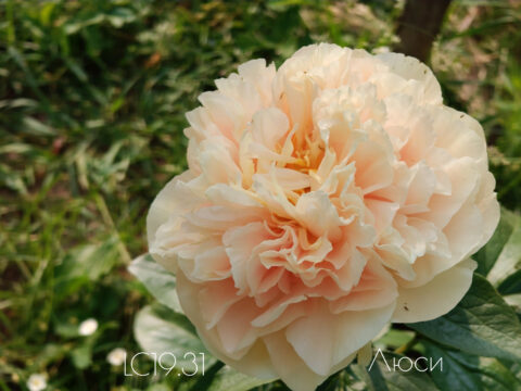Peony Hybridizers: Lukoyanov Yuri – The Peony Society