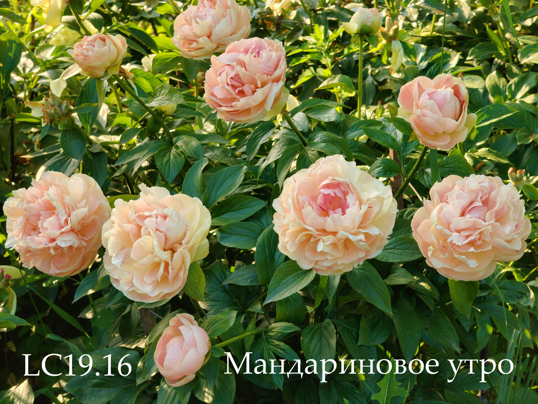 ✳︎peony✳︎ Peony Hybridizers: Lukoyanov Yuri – The Peony Society