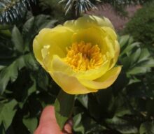 Peony Hybridizers: Bredikhin Aleksej